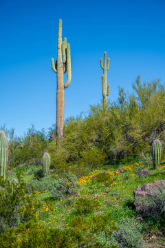 A long slender Saguaro Cactus in Picacho Peak SP, Arizona