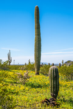 A long slender Saguaro Cactus in Picacho Peak SP, Arizona