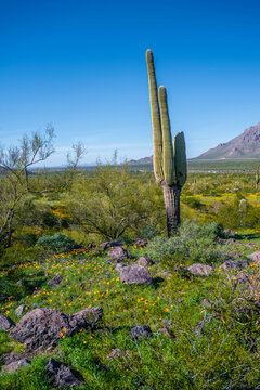 A long slender Saguaro Cactus in Picacho Peak SP, Arizona
