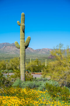A long slender Saguaro Cactus in Picacho Peak SP, Arizona
