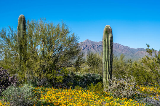 A long slender Saguaro Cactus in Picacho Peak SP, Arizona