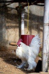 Fluffy White Rooster In A Rural Chicken Coop