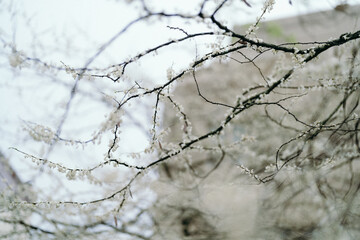 tree with white buds blossoming in spring