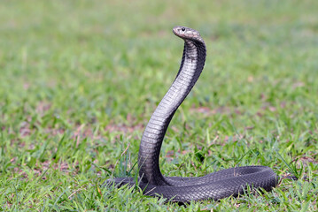 Fototapeta premium Javanese spitting cobra on a grassland