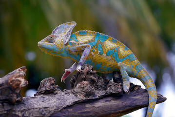 Obraz premium Veiled chameleon trying to catch its prey