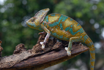 Veiled chameleon trying to catch its prey
