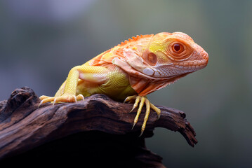 Albino iguana ( iguana iguana ) on a tree branch