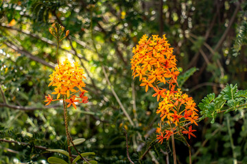 Clusters of vibrant orange Epidendrum flowers