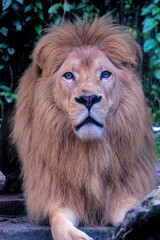Portrait of a strong male lion
