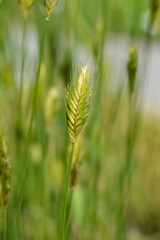 Sinskaya wheat in the field