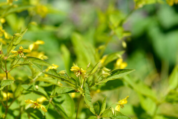 Fringed loosestrife flowers