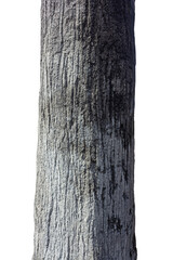 Raw Cement Plaster Concrete Surface Texture - Artificial Tree Made from Cement and Sand Material.