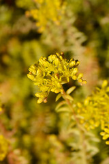 Rock stonecrop Angelina flowers