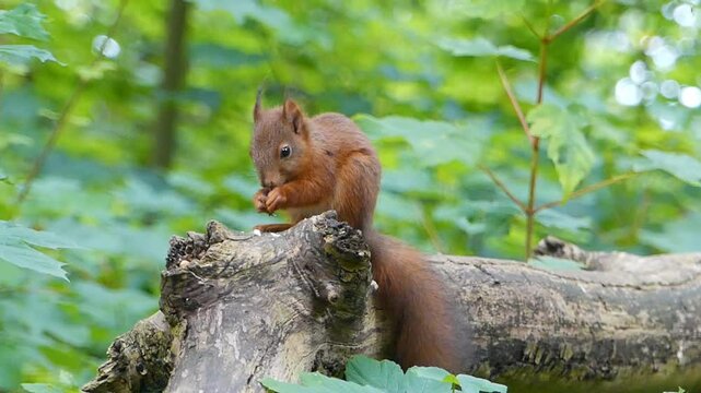 Eurasian red squirrel (Sciurus vulgaris) standing on a tree branch in the woods, eating nuts