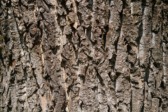 Candadian poplar bark detail
