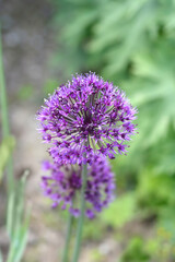 Flowering Onion Purple Sensation flowers