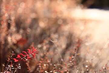 葉が落ちた庭木の中で赤く色づいた葉が残っています