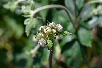 Japanese anemone Queen Charlotte flower buds