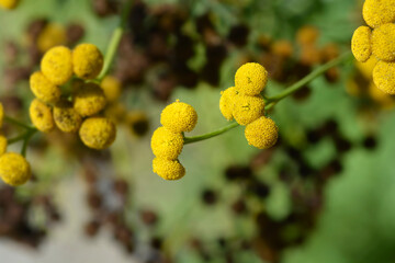 Common tansy flowers