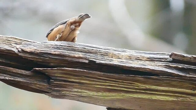 Eurasian nuthatch feeding on insects hiding in a broken tree branch in the woods during daytime02