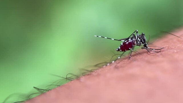 Close up of mosquitoes sucking human blood, Aedes albopictus mosquitoes