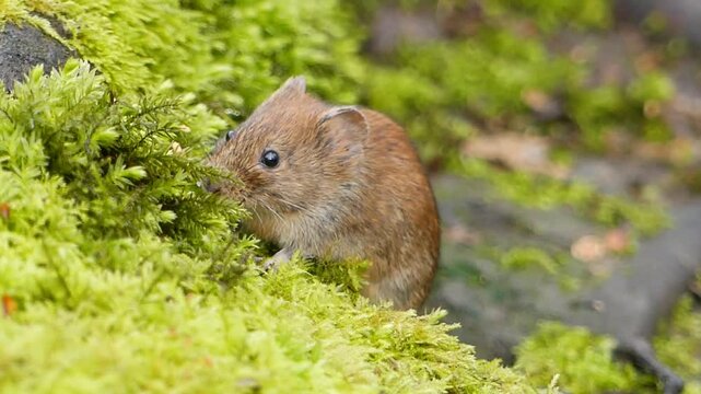 Vertical footage of a bank vole feeding on the insects hiding in the green moss on in the woods
