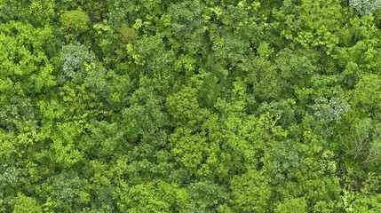 Fototapeta premium Aerial View of Lush Green Forest Canopy