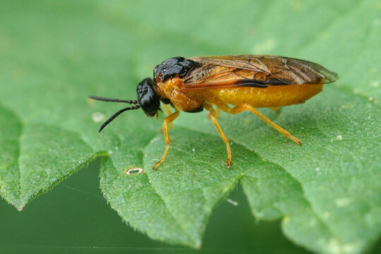 Closeup on a bright orange-bodied sawfly with a black head, antennae and thorax orange, Selandria serva , on a green leaf