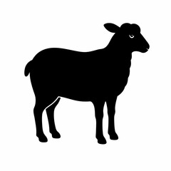 black and white sheep