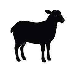 black and white sheep