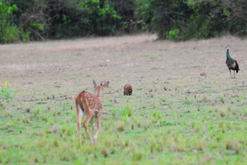 Amazing Wildlife of Sri Lanka