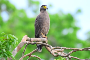 Amazing Wildlife of Sri Lanka