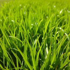 fresh green grass basking in the sun background