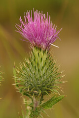 Closeup on the purple to pink thorny flower of a A Spear Thistle, Cirsium vulgare in a meadow