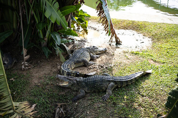 Many Crocodile In The Zoo