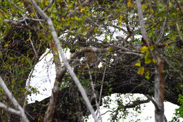 Amazing Wildlife of Sri Lanka