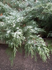 branches of a pine