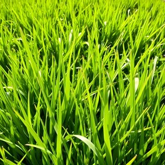 fresh grass in the morning sun