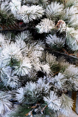 Christmas tree covered with hoarfrost and pine cones. Winter background
