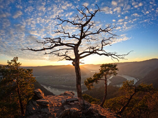 Aussichtspunkt der Wachaau mit d&uuml;rrer Kiefer im Abendlicht