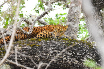Amazing Wildlife of Sri Lanka