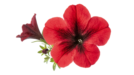 A stunning red petunia flower isolated on a transparent background, showcasing its vibrant red petals and delicate nature. Perfect for any floral design or nature-themed project.