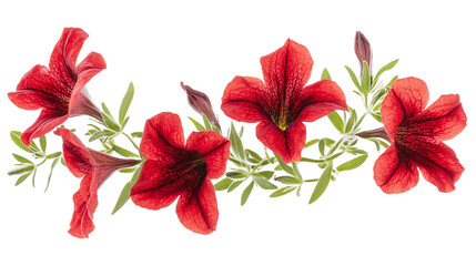 A stunning red petunia flower isolated on a transparent background, showcasing its vibrant red petals and delicate nature. Perfect for any floral design or nature-themed project.