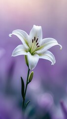 Fototapeta premium Serene White Lily Blossom on Purple Background