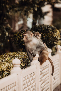 Mother Macaque Monkey with Baby Sitting on Fence in Jaipur, India