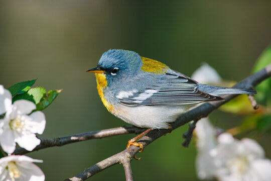 Male Northern Parula warbler perched on a blooming apple branch