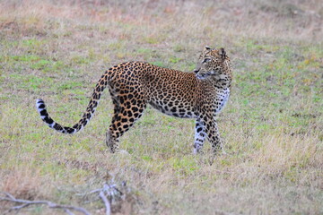 Amazing Wild Life of Sri Lanka