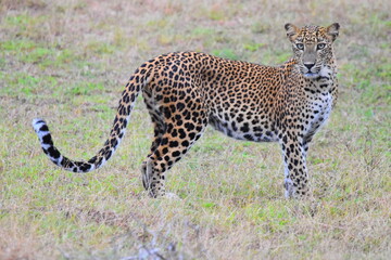 Amazing Wild Life of Sri Lanka