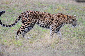Amazing Wild Life of Sri Lanka
