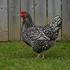 Wyandotte Hen